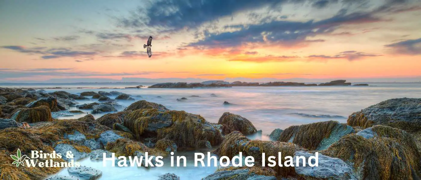 Hawks in Rhode Island