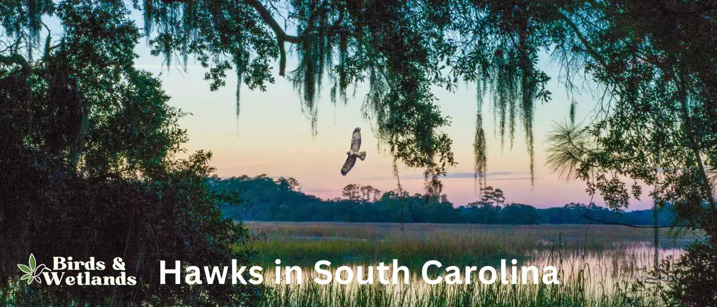 Hawks in South Carolina