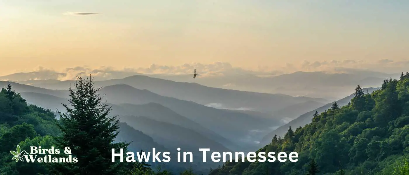 Hawks in Tennessee