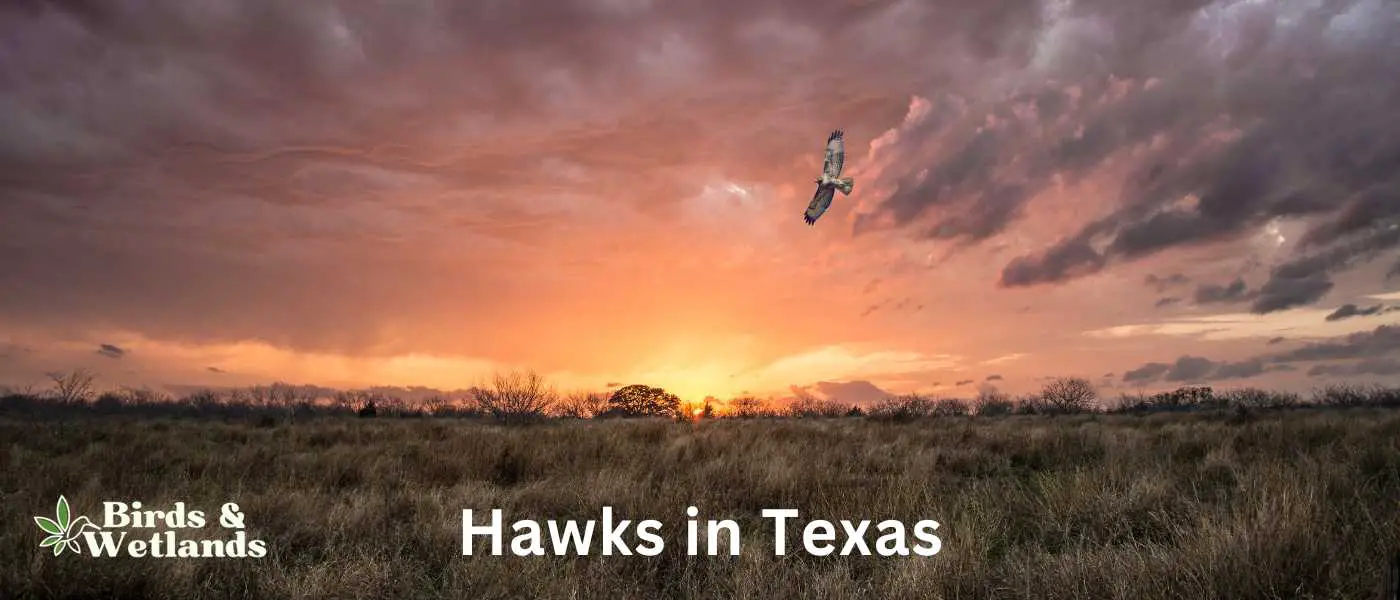 Hawks in Texas