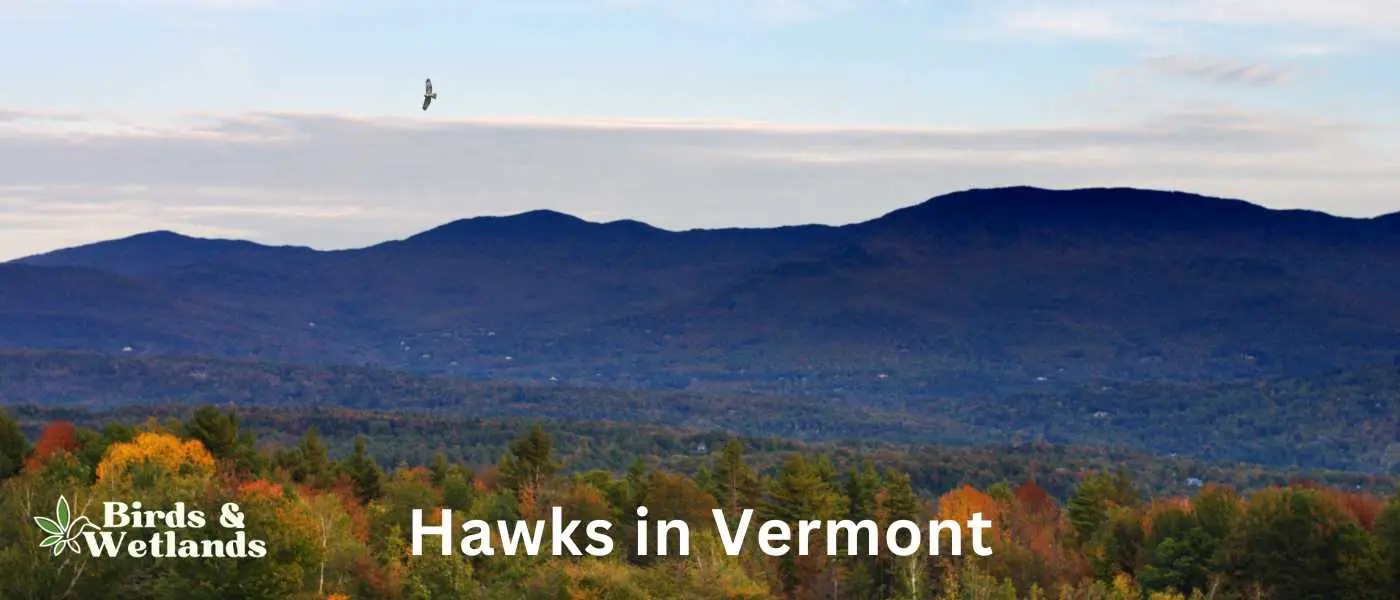 Hawks in Vermont