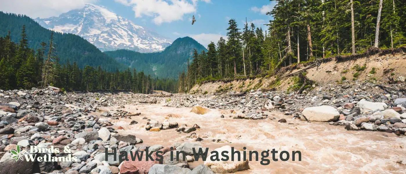 Hawks in Washington