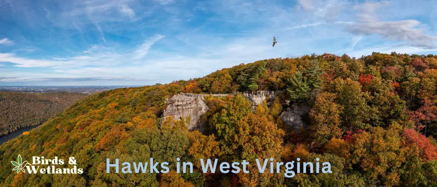 Hawks in West Virginia