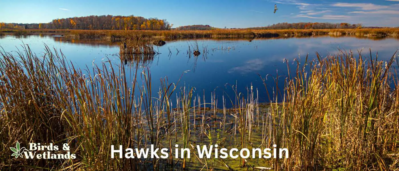 Hawks in Wisconsin