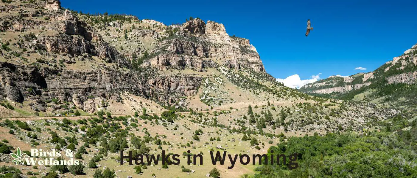 Hawks in Wyoming