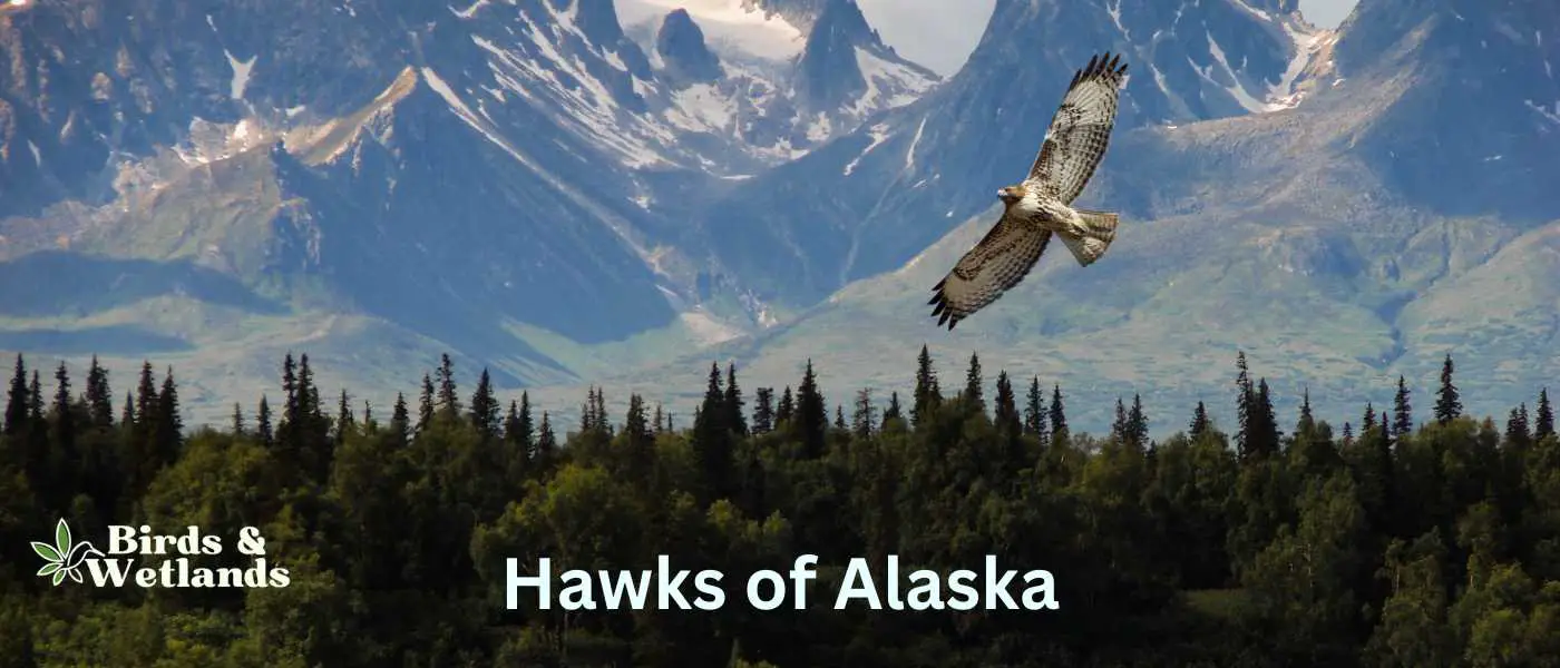 Hawks of Alaska