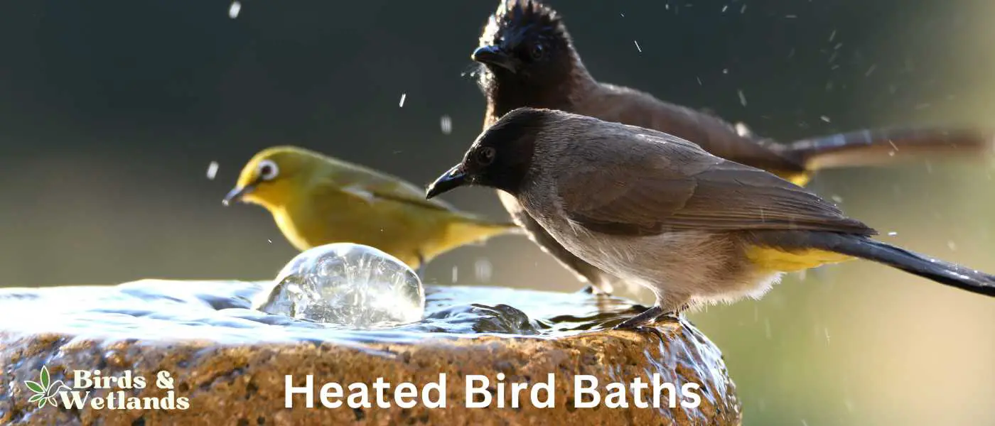 Heated Bird Baths for Winter
