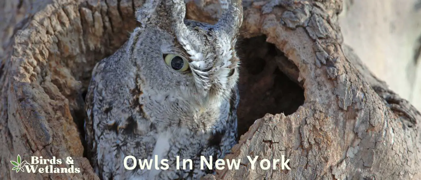 Owls In New York
