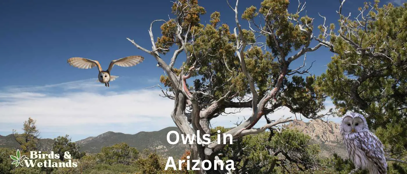 Owls in Arizona