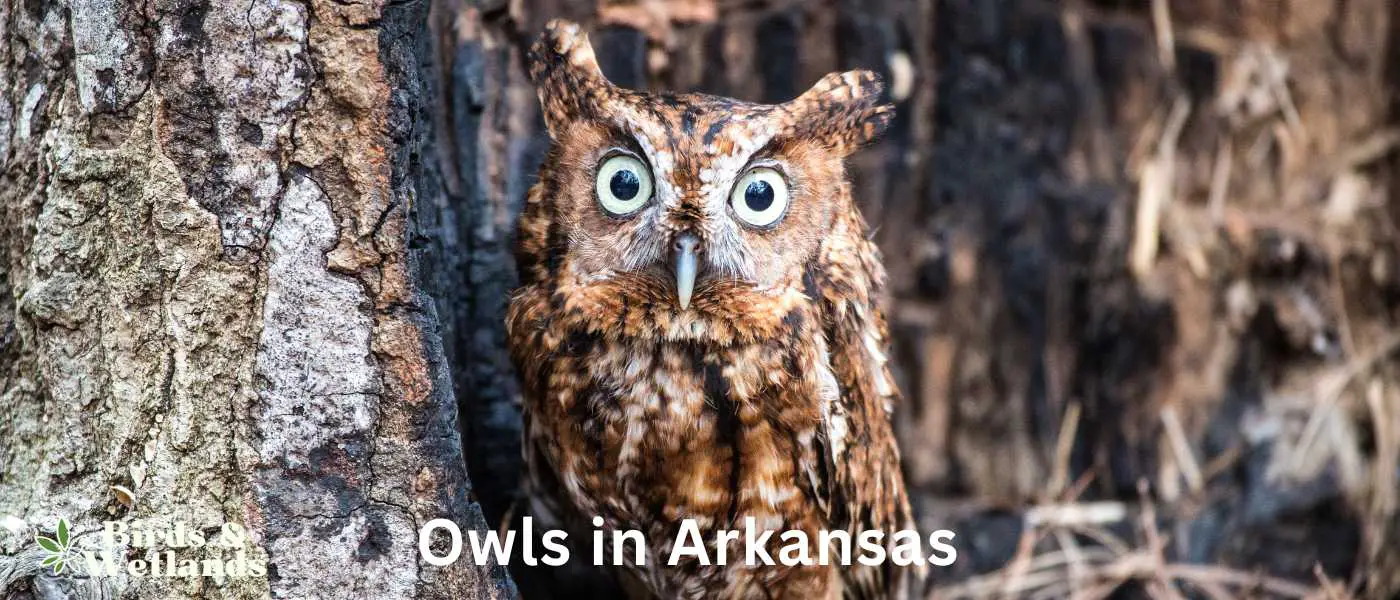 Owls in Arkansas