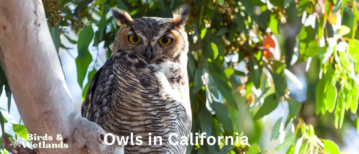 Owls in California