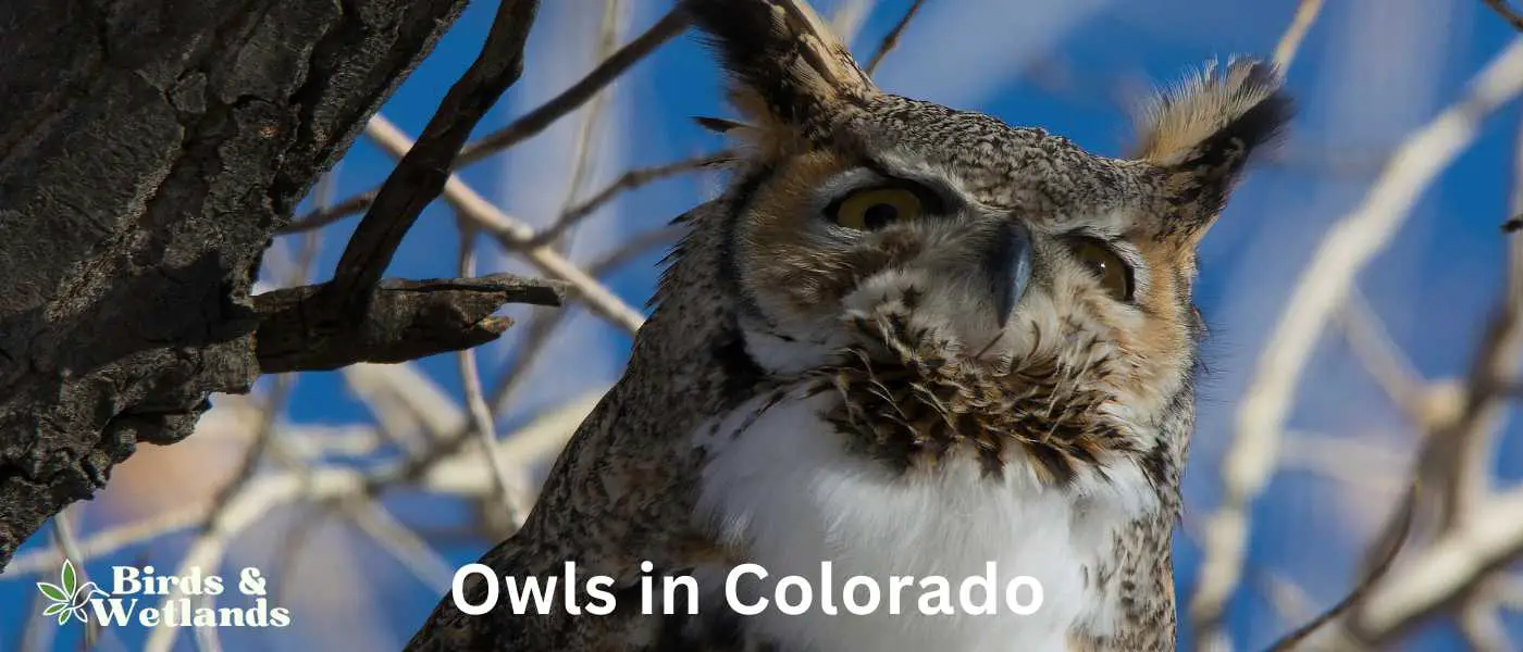 Owls in Colorado