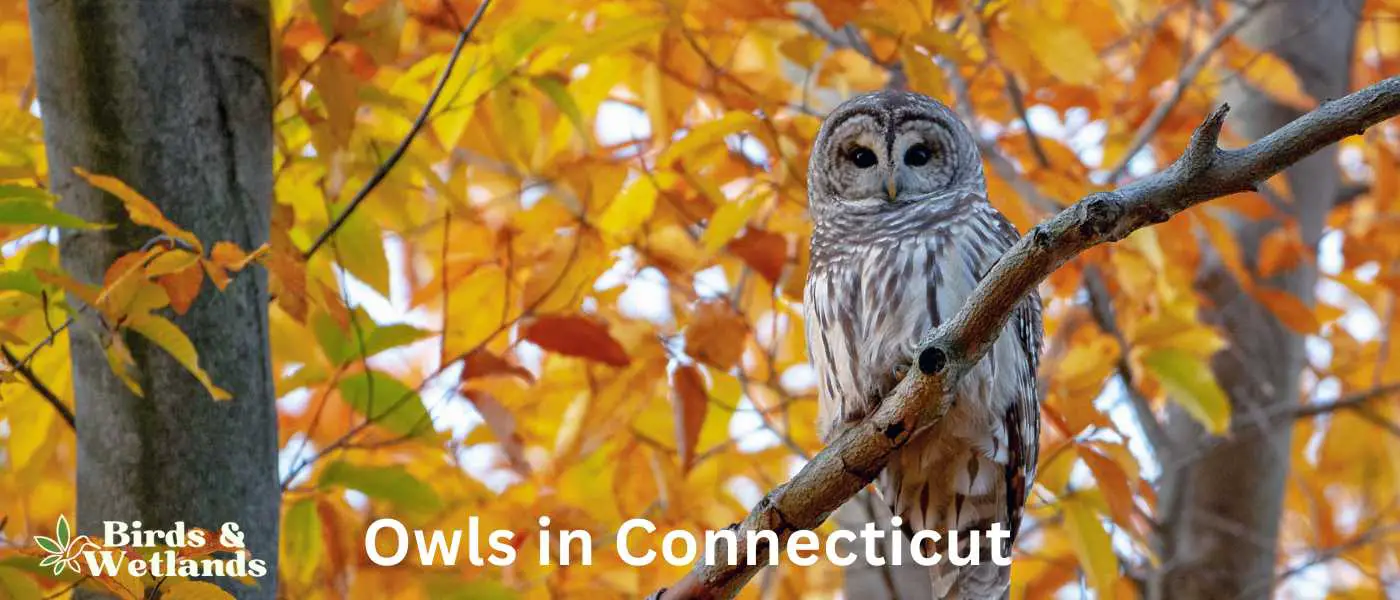 Owls in Connecticut