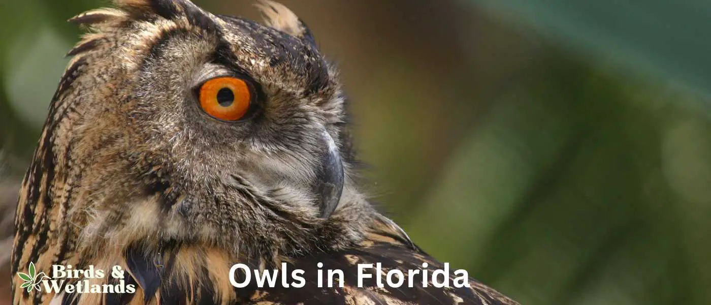Owls in Florida