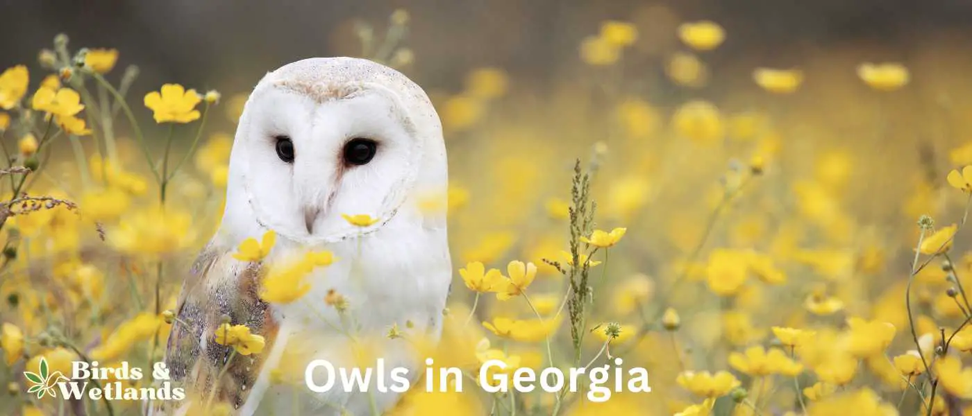 Owls in Georgia