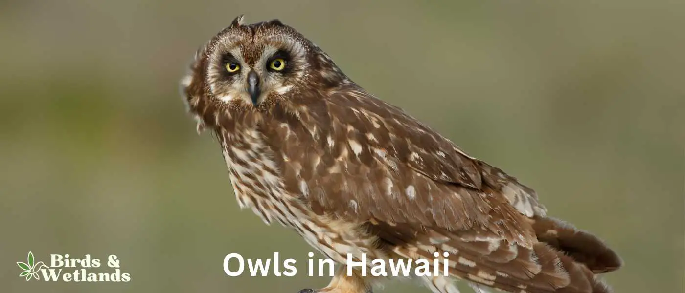Owls in Hawaii