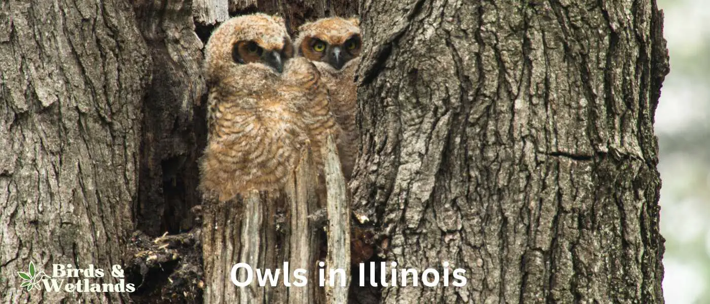 Owls in Illinois