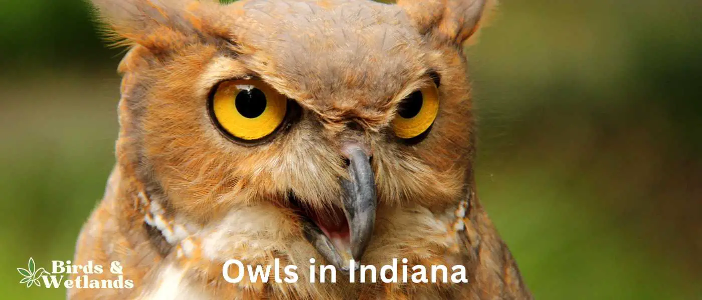 Owls in Indiana