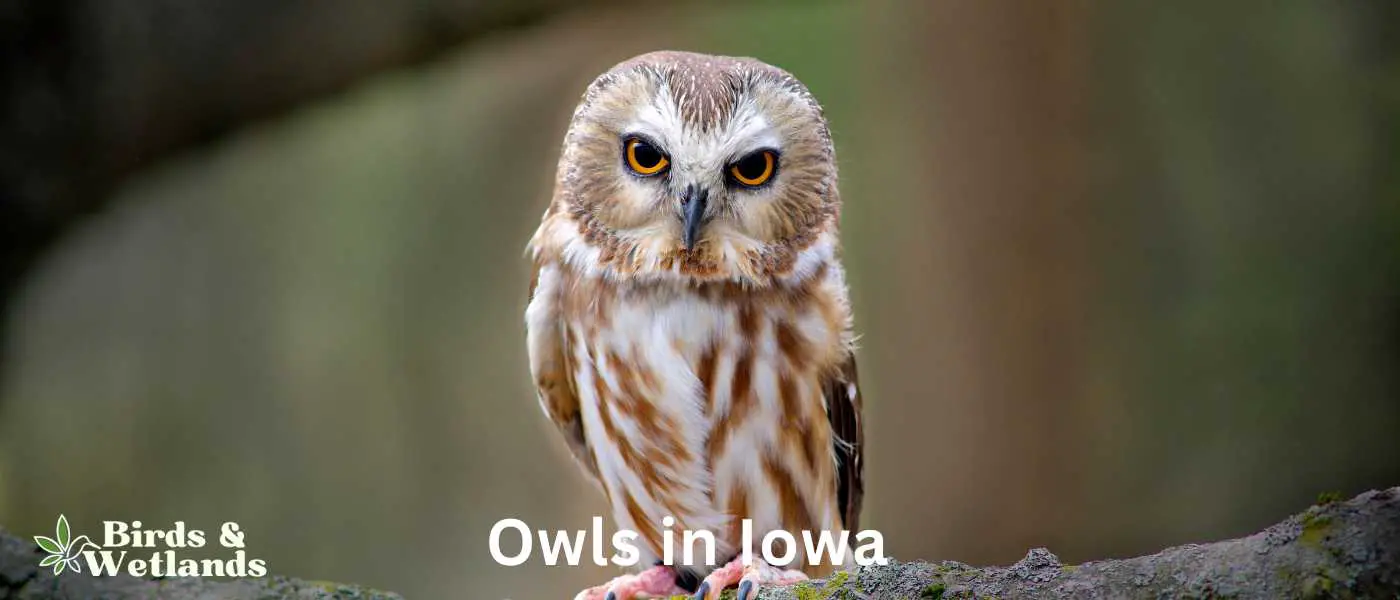 Owls in Iowa