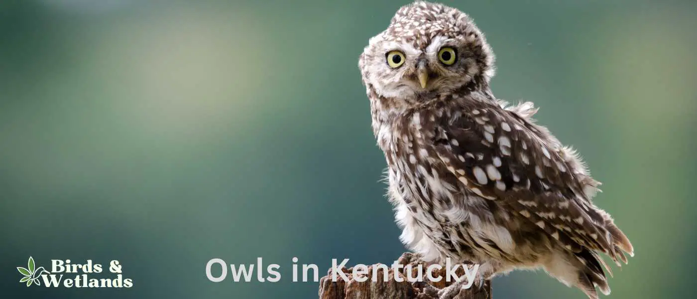 Owls in Kentucky