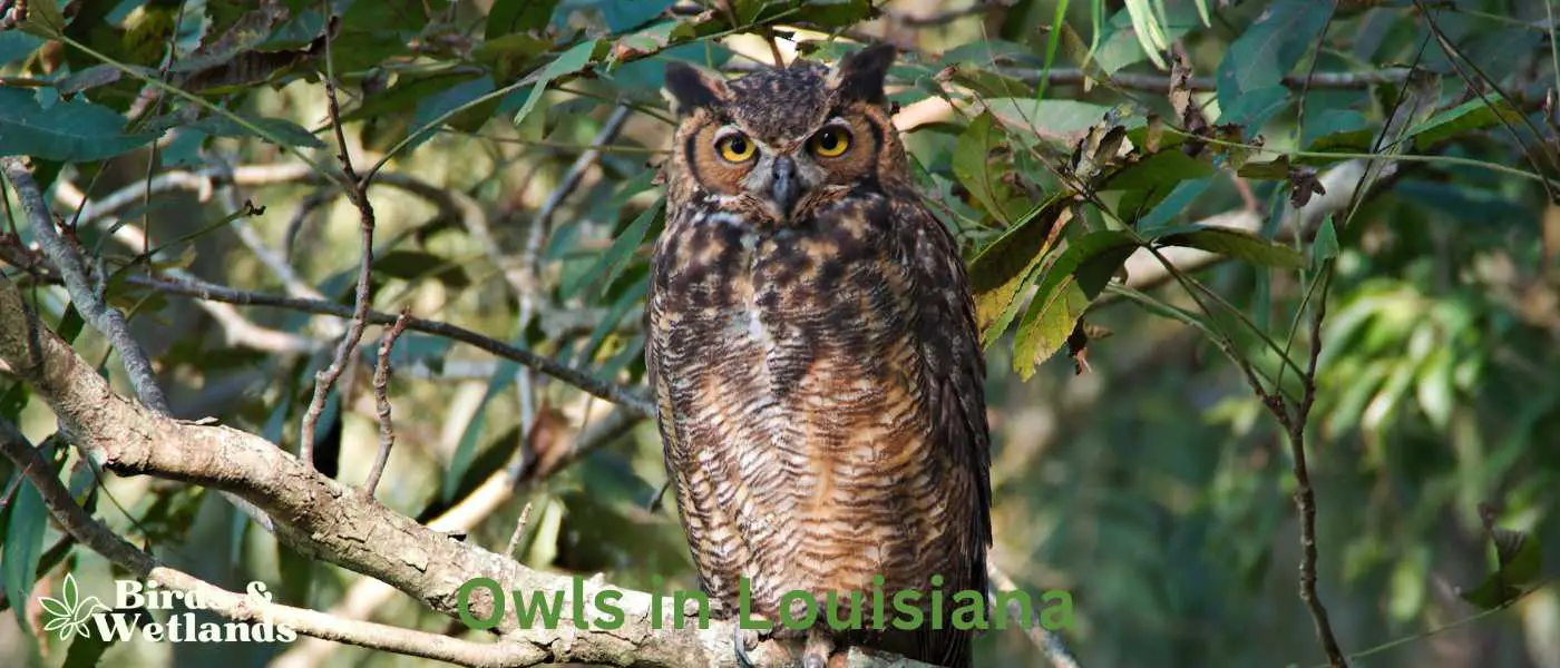 Owls in Louisiana
