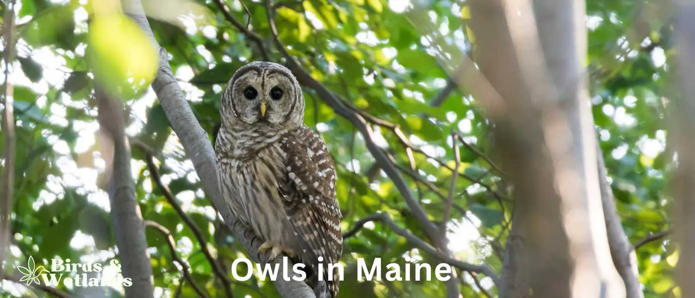 Owls in Maine