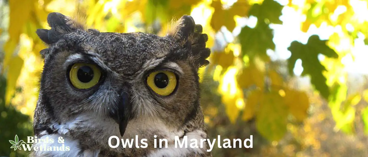 Owls in Maryland