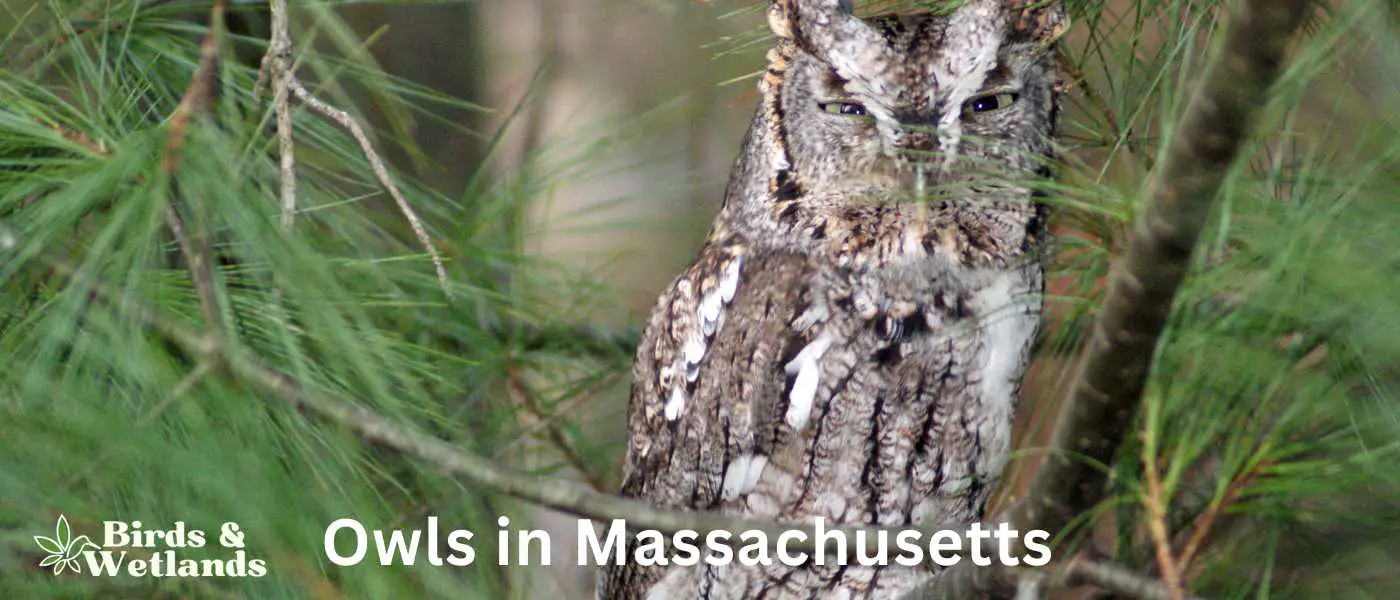 Owls in Massachusetts