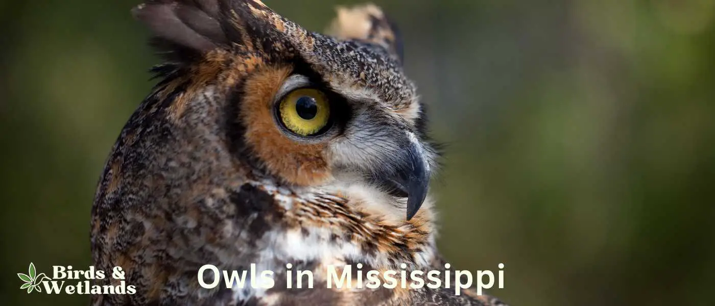 Owls in Mississippi