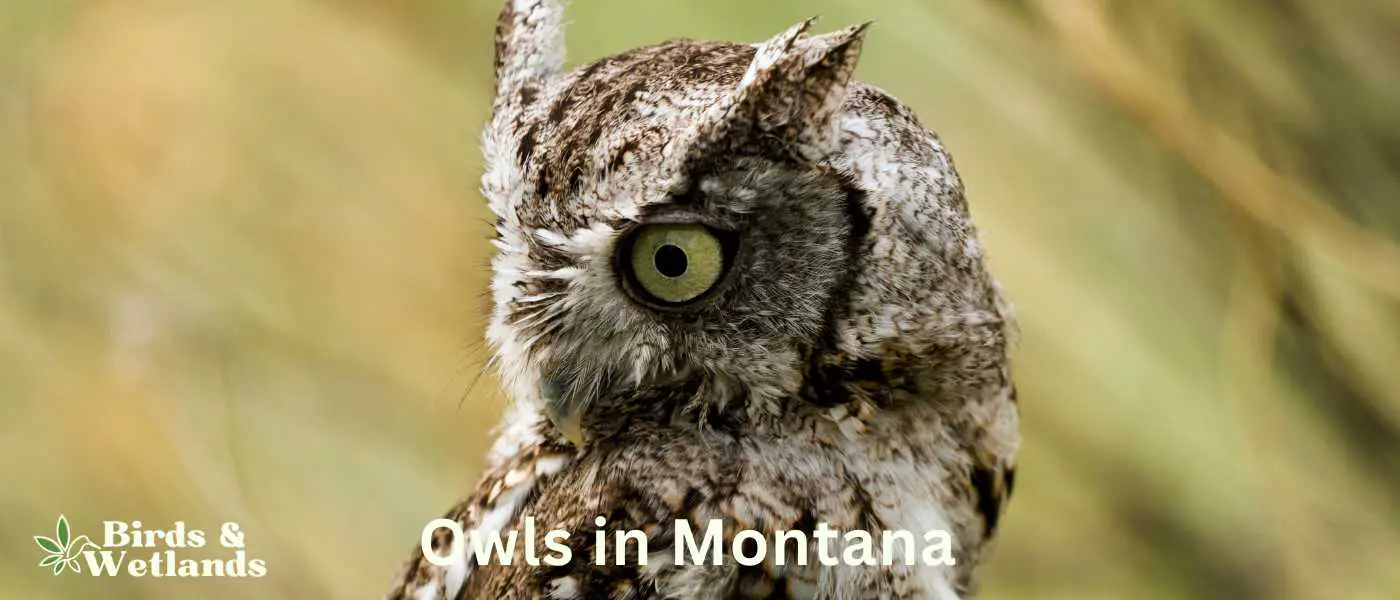 Owls in Montana
