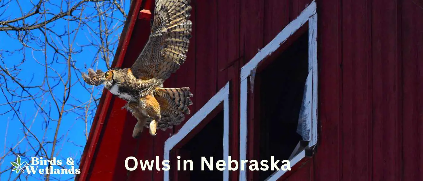 Owls in Nebraska
