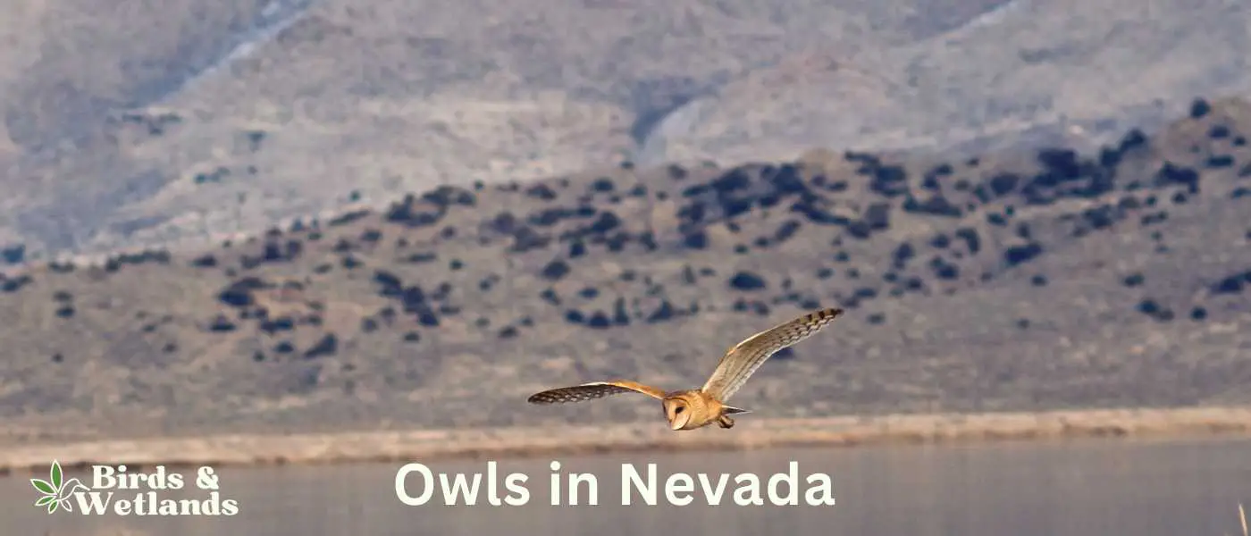 Owls in Nevada