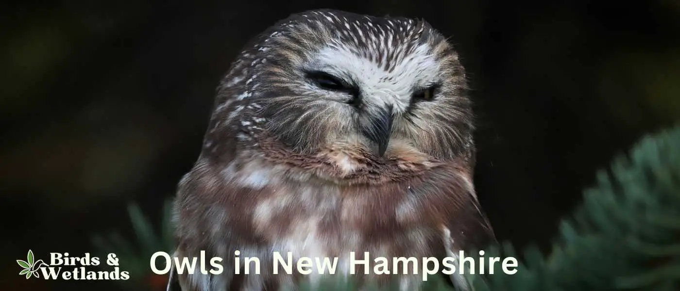 Owls in New Hampshire