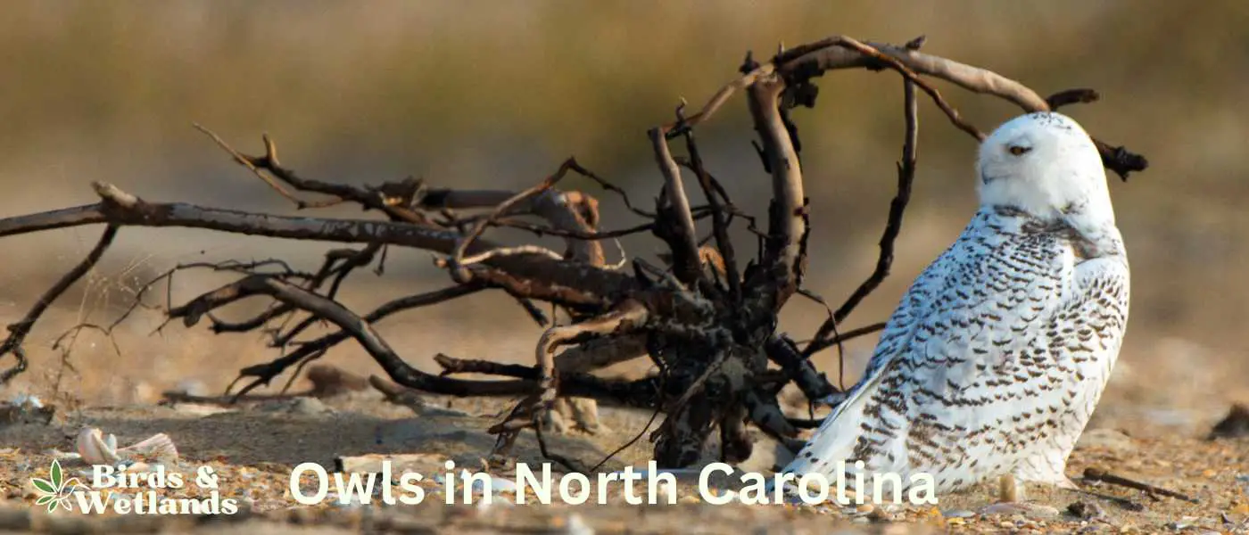 Owls in North Carolina