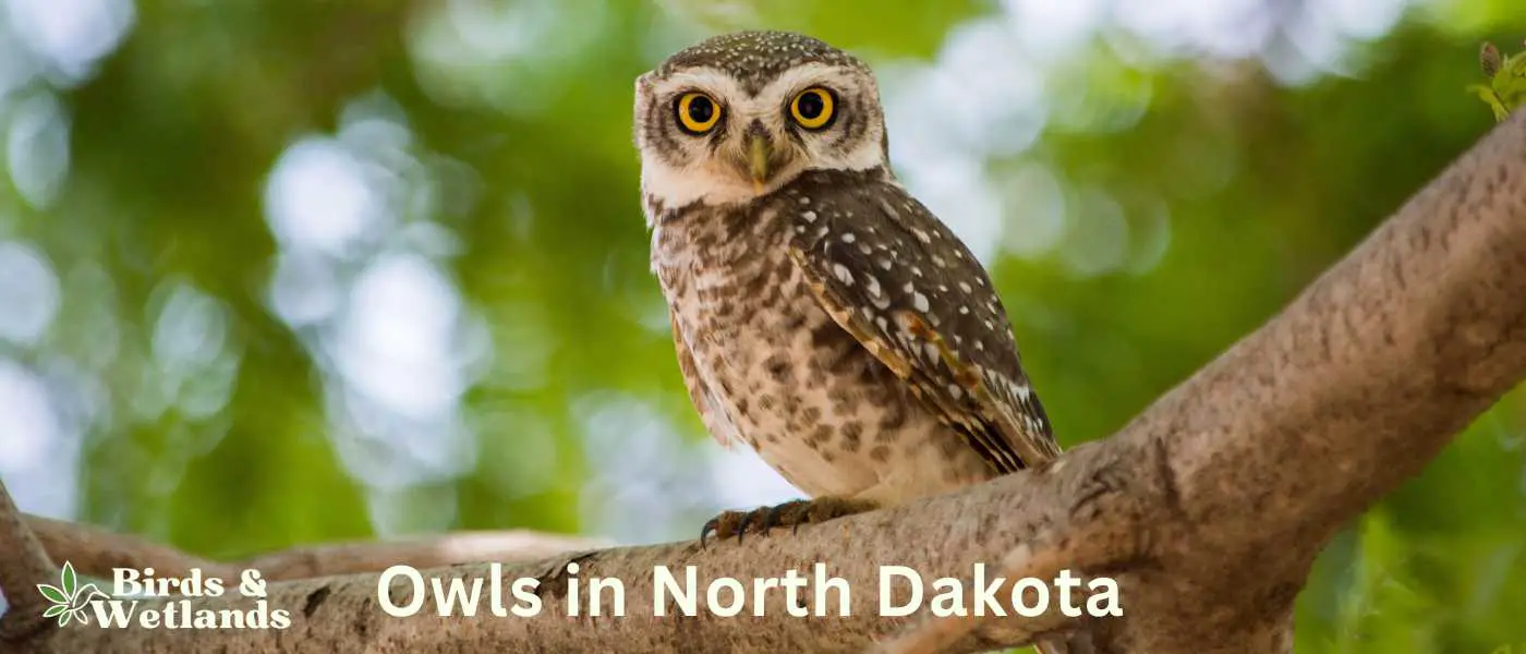 Owls in North Dakota