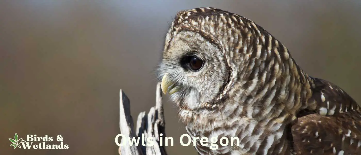Owls in Oregon