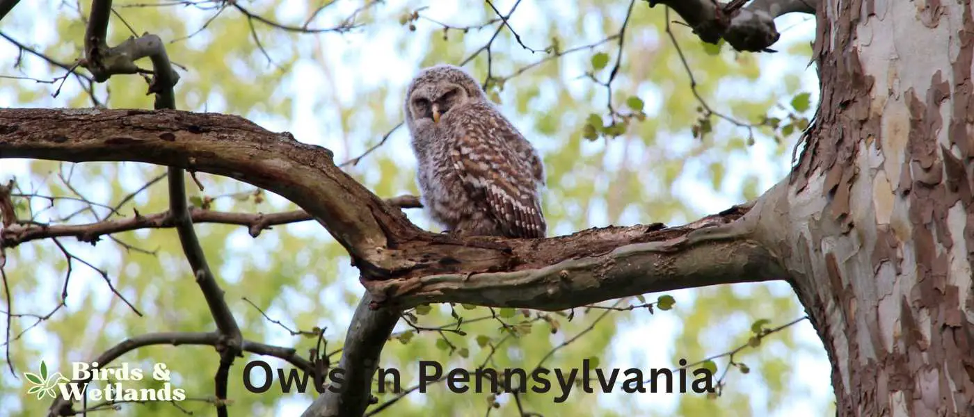 Owls in Pennsylvania
