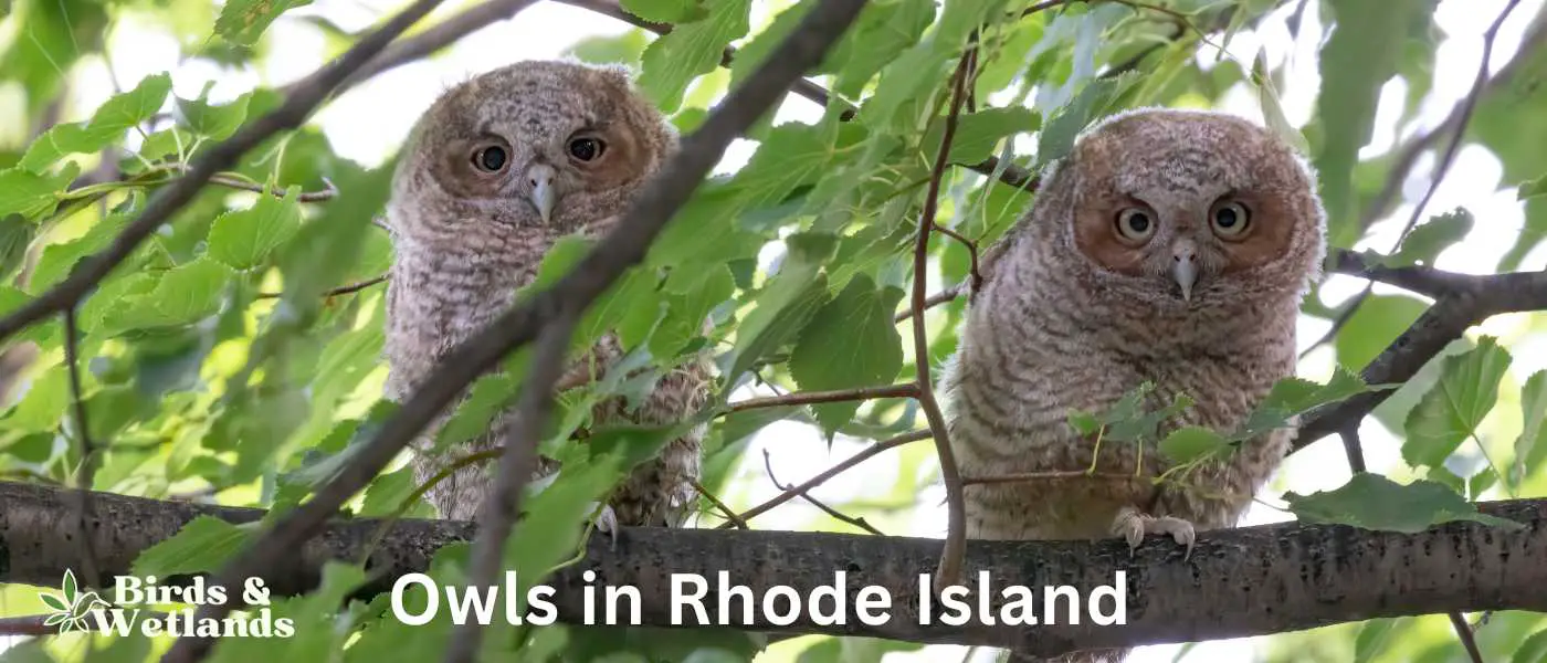 Owls in Rhode Island