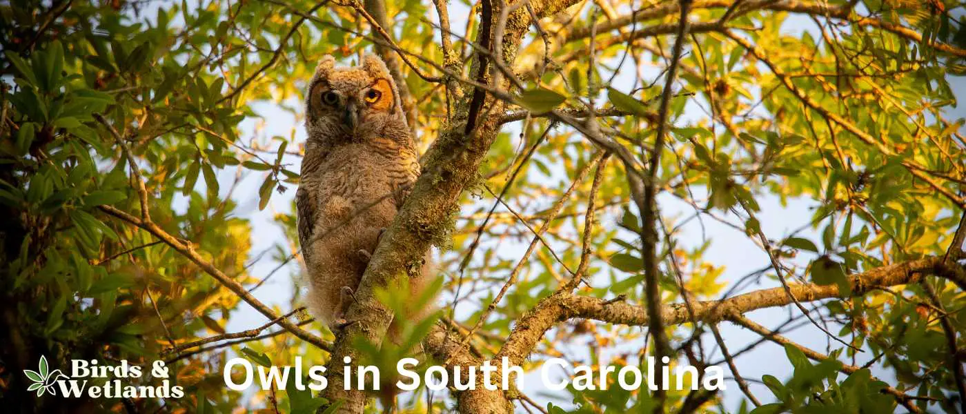 Owls in South Carolina