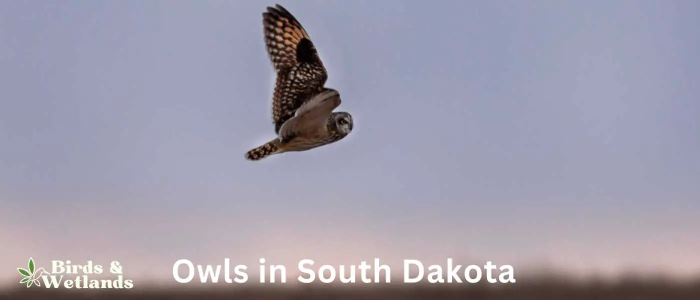 Owls in South Dakota