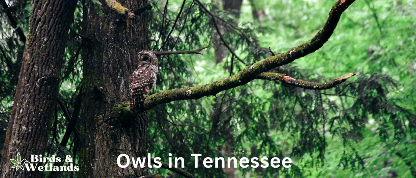 Owls in Tennessee