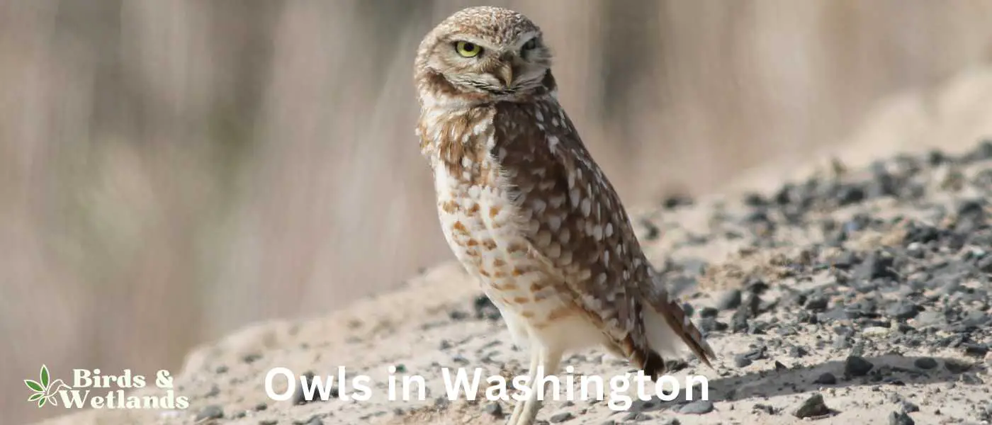 Owls in Washington