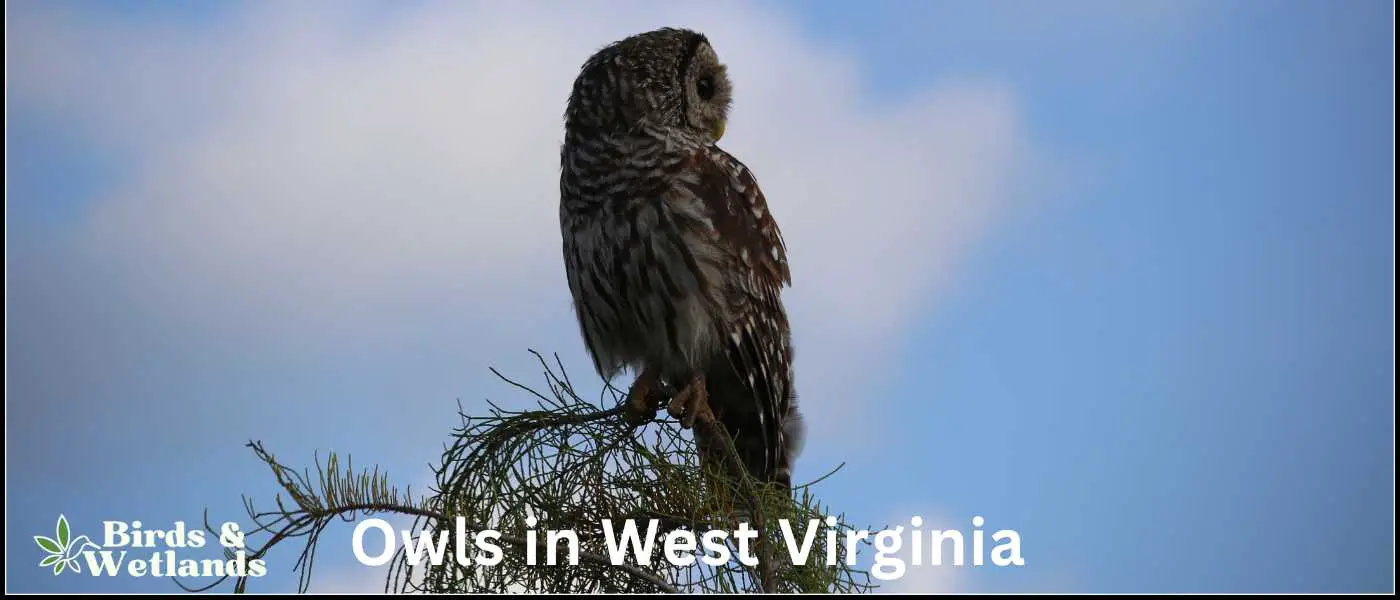 Owls in West Virginia