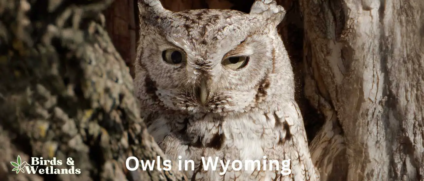Owls in Wyoming