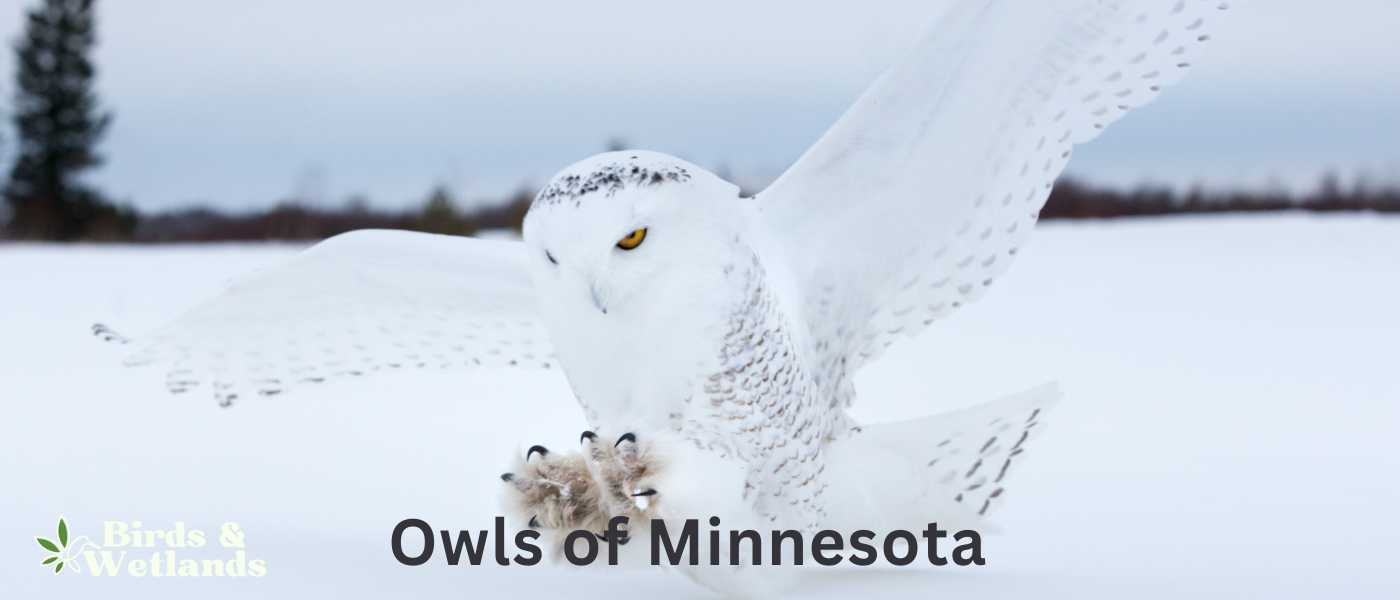 Owls of Minnesota