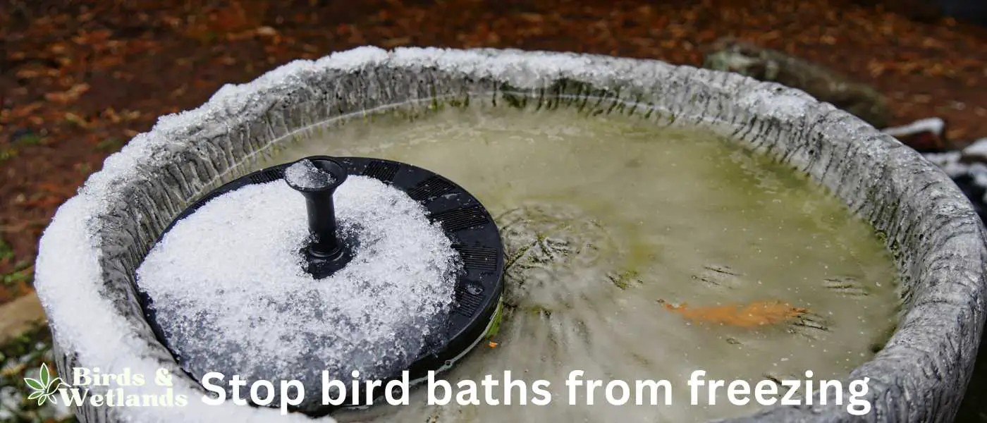 Stop bird baths from freezing