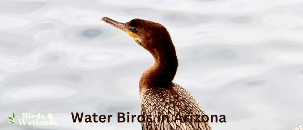 23 Stunning Water Birds in Arizona (+ Photo Guide) - Birds & Wetlands