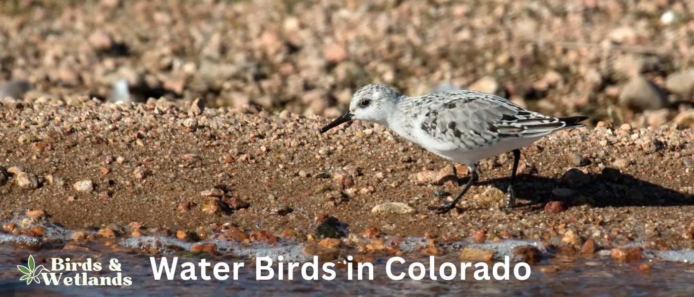 Water Birds in Colorado