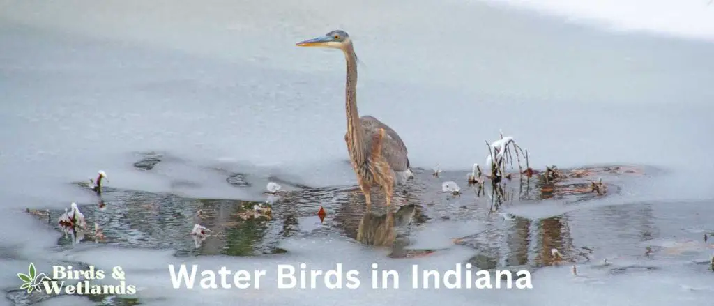 24-water-birds-in-indiana-id-guide-birds-wetlands