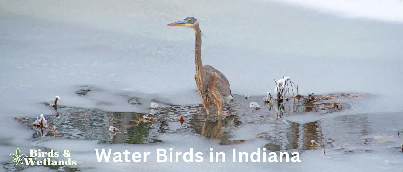 Water Birds in Indiana